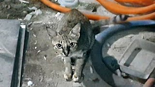 Stray Cat Caught Stealing Meat. by Cats Reporter 112 views 2 years ago 2 minutes, 11 seconds