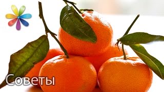 Как выбрать мандарины. Лучшие советы «Все буде добре» от 14.12.15 Как выбрать мандарины. Лучшие советы «Все буде добре» от 14.12.15