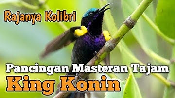 King Konin Gacor Tajam - Pancingan untuk semua Jenis KOLIBRI Macet Susah Bunyi