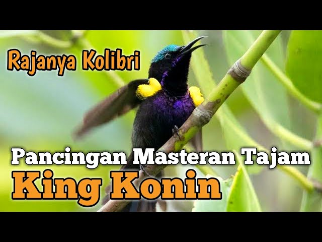 King Konin Gacor Tajam - Pancingan untuk semua Jenis KOLIBRI Macet Susah Bunyi class=