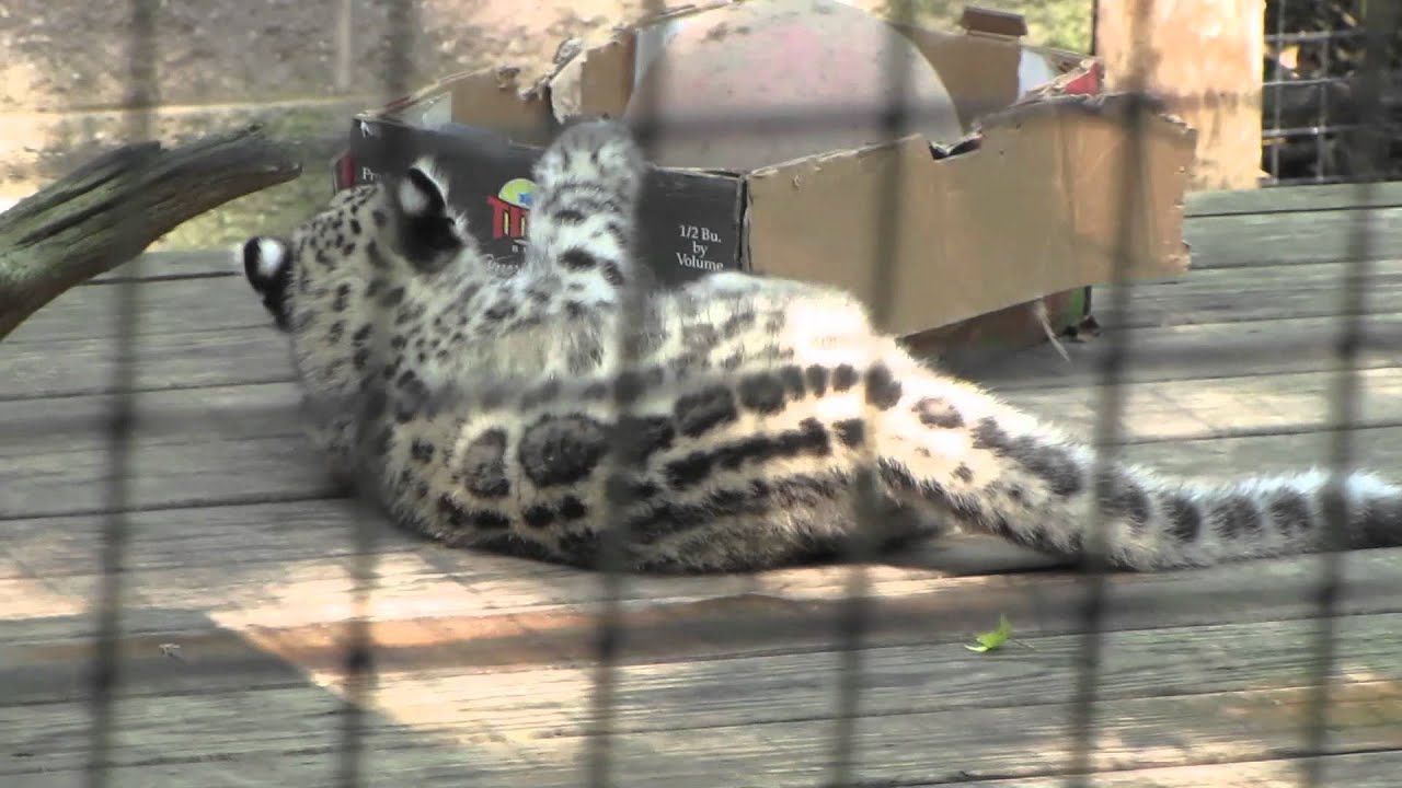 Snow Leopard Cubs at the Cape May County Zoo 2012