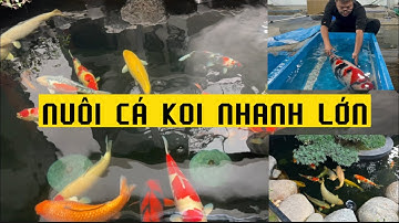 Nuôi Cá Koi Mau Lớn Cho Người Mới Tập Chơi!
