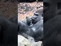 A 400 pound Gorilla snacking while watching visitors