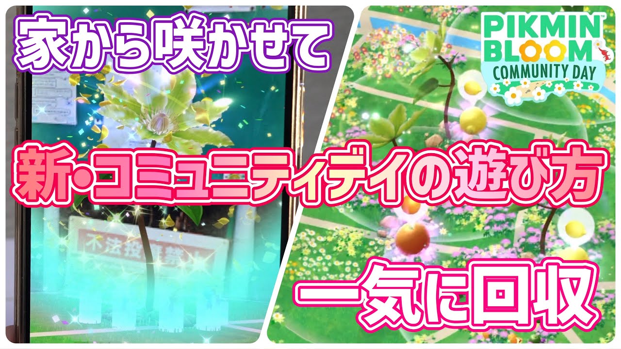 これが最新の遊び方！コミュニティデイのフルーツ回収が楽になったおかげで、1人でも余裕で遊べるようになりました【