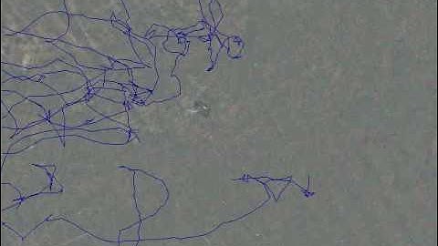C. elegans nematode magnetotaxis 1: Linear homogeneous field (1 earth strength)