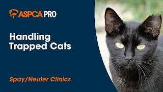 Spayneuter Gentle Animal Handling Trapped Cats