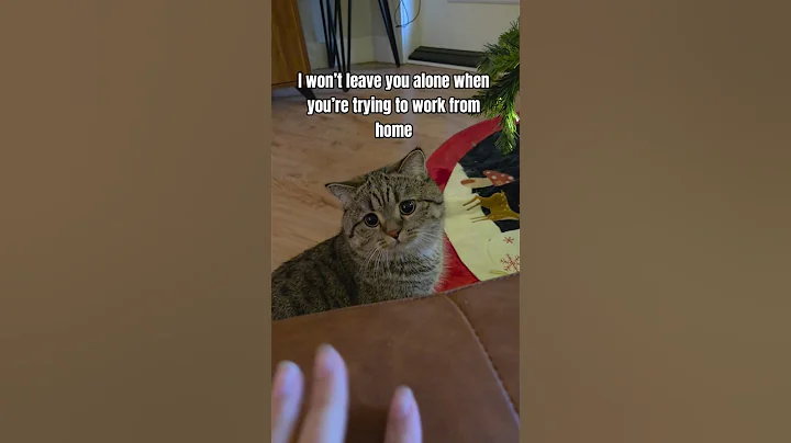 My human once told me #shorts #cat #catshorts #catvideos