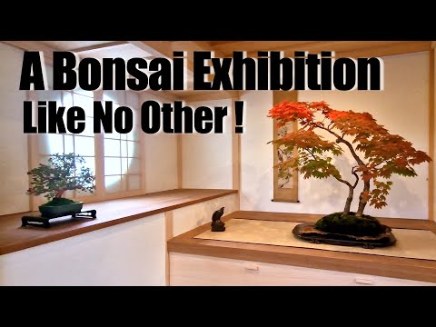 bonsai lab - YouTube