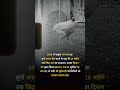 MURGA MURGI CHICKEN FAT #fact #motivation #nokiafacts #facts #oldnokia #motivational #amazingnoki