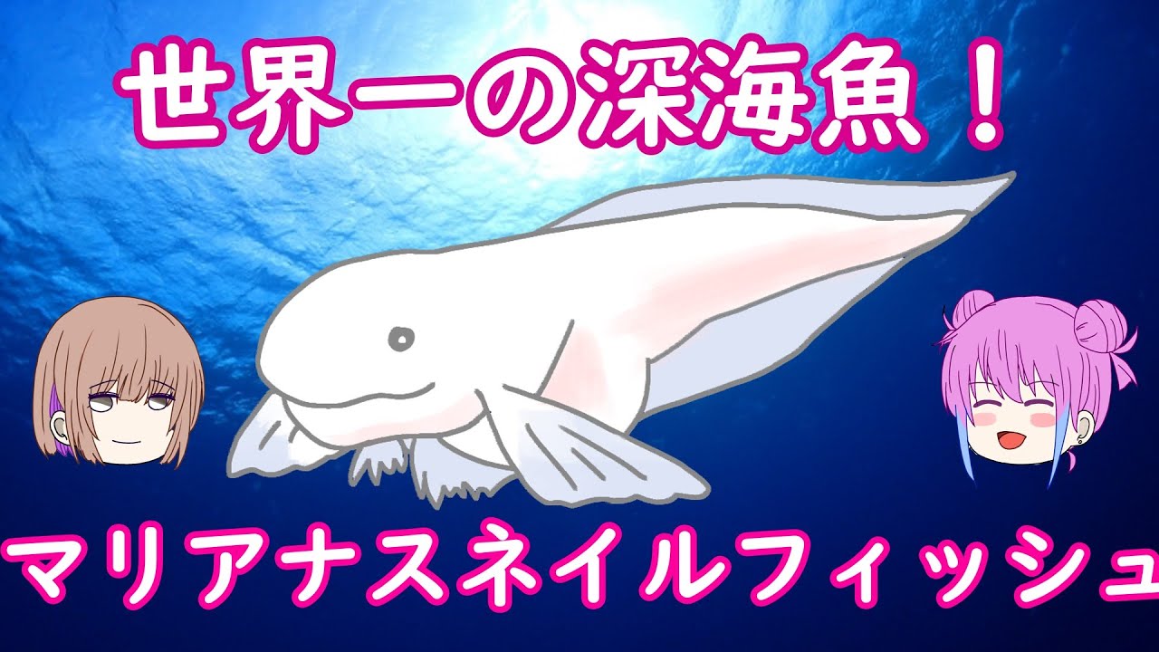 世界一の深海魚】水深8000m越え！！マリアナスネイルフィッシュの