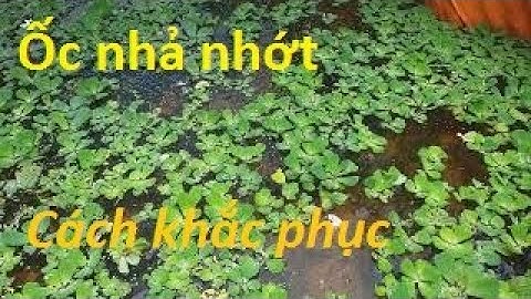 Ốc Bươu Đen nhả nhớt có nguy hiểm không. Nguyên nhân cách khắc phục