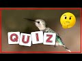 Der kleinste Vogel! - Vogelquiz Folge 28