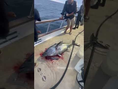Bluefin tuna gives deckhand a death stare while being spiked