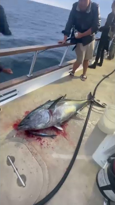 Bluefin tuna gives deckhand a death stare while being spiked
