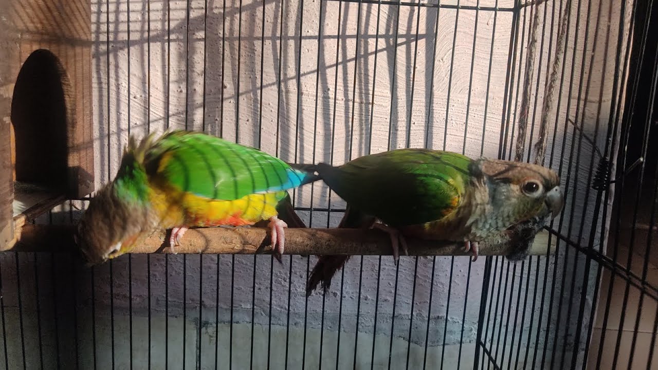 conure parrots are fighting # vlogs