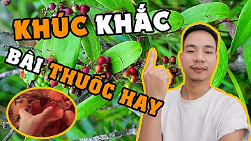 Tác Dụng Chữa Bệnh Của Cây Khúc Khắc Tổng Hợp Bài Thuốc Dân Gian | Dược Liệu Hoà Bình