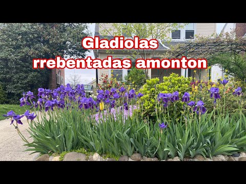 Video: Crocosmia (montbrecia) (47 Fotos): Plantar Y Cuidar El Gladiolo Japonés Perenne En El Jardín. 