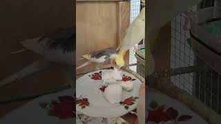 Şanazlı Ülmelivideolar