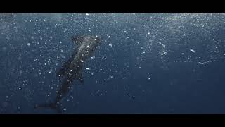 A Day on Mama C (60' Bayliss)