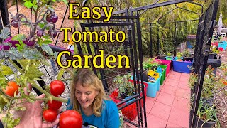 Vertical Tomato Garden Container Gardening Variety of Tomatoes in Layering Method for Maximum Growth