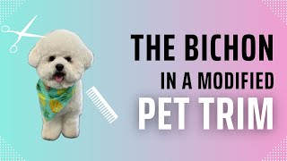 Grooming the BichonModified Pet Trim