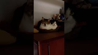 仲良しおねんねしてるだけの動画