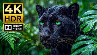 Incredible Oled Hdr Wildlife Showcase  Dolby Vision 120fps  4k Ultra Hd Animals 8k4k Tv