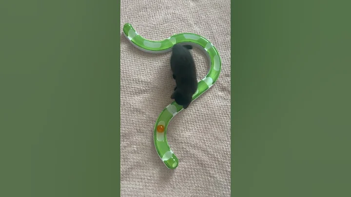 Video 10047941: britishshorthair catlover kitten, britishshorthair cats catlover, britishshorthair cat cute kitten, britishshorthair cat animals cute