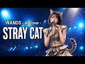WANDS AIカバー「STRAY CAT」|クロナ