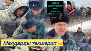 картинка: Мал базар/Вет башкармалык/Кызыл-Адыр/Чип текшерүү