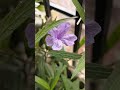 Ruellia simplex plant #flower #naturelovers