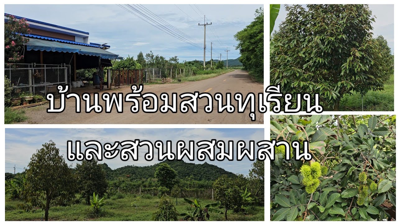 บ้านวิวเขา พร้อมสวนผสมผสาน ทุเรียน เงาะ พร้อมเจาะบาดาลสำหรับการเกษตร อ.จอมบึง จ.ราชบุรี