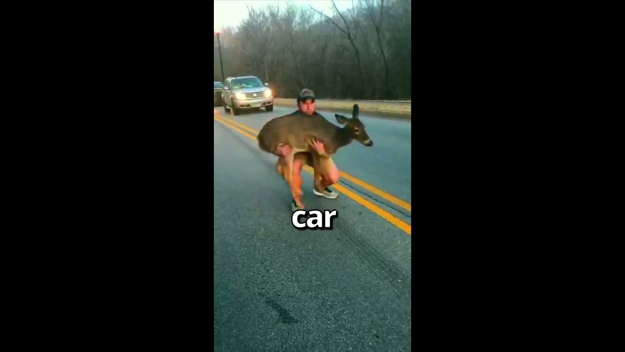 HE Saved This Scared DEER Wholesome Moments