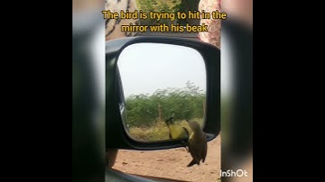 The bird fighting with himself while watching in mirror