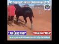 Americano vs Camba pora