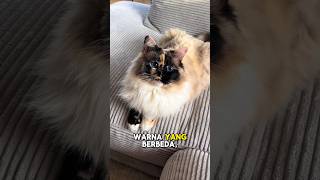 Mengungkap Rahasia Kucing: Fakta-Fakta Aneh tapi Benar! #faktaunik #kucinglucu #kucing #catlover