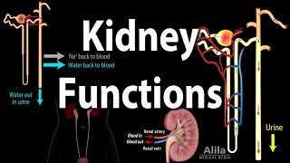 Kidney Homeostatic Functions, Animation