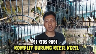 UPDATE.HARGA BURUNG KECIL KECIL DI KIOS RUDI.PASAR BURUNG PRAMUKA