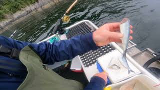 Trolling for salmon with cut plug herring