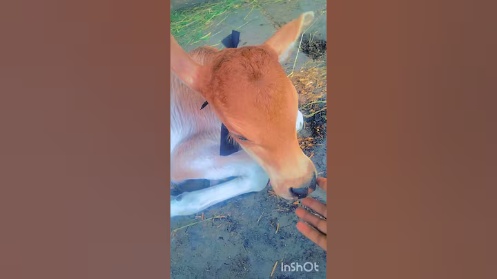 🐄🥰#cow #cowedy #farming #song #shortvideo