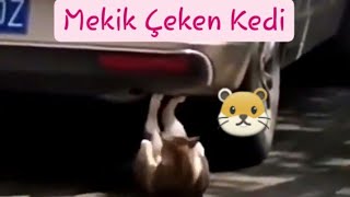 Mekik Çeken Sporcu Kedi