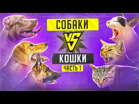 Бесконечная война собак и кошек (Часть 1)