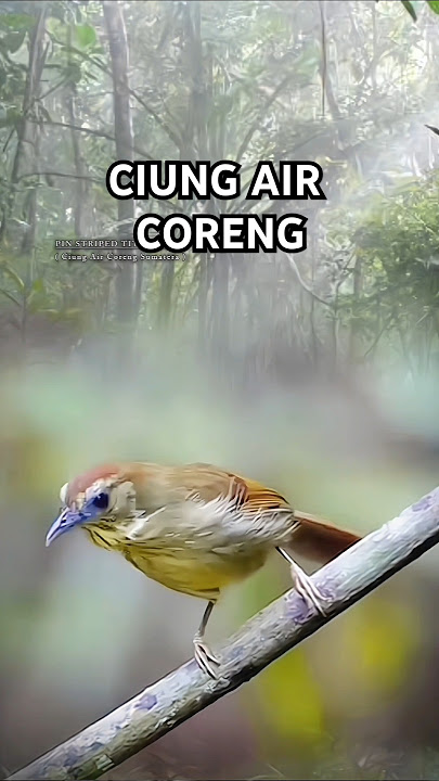 Ciung Air Coreng Sumatera Gacor #kicaumania #burungkicau #burunggacor