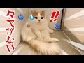 手術後タマがなくなった事に気づいてフリーズしたもふ猫
