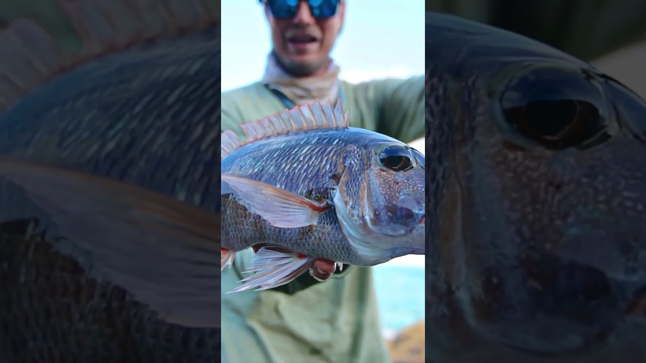 Grass Emperor vs Minion 'Rapture'