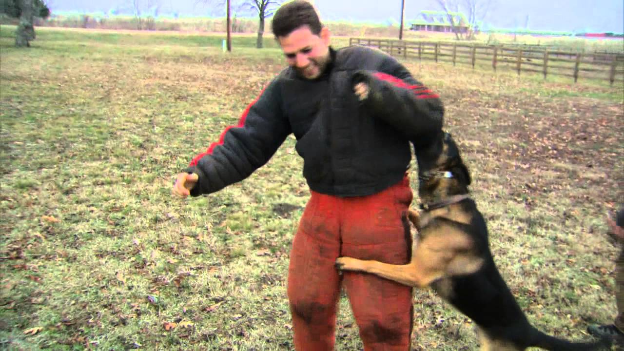 Dog takes down volunteer in training exercise YouTube