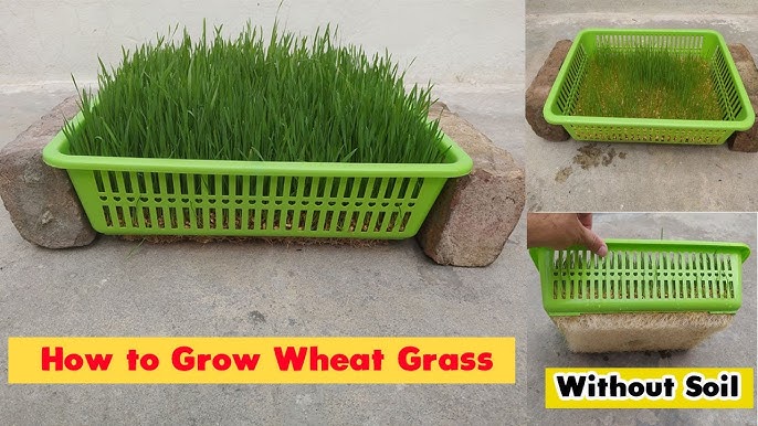 Super Easy Science: How to Grow Wheatgrass on Water Beads - Left Brain  Craft Brain