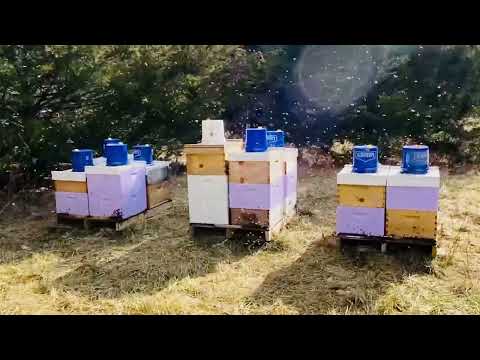 Indiana Honeybees Are Active in February 2024 | 59 degrees Fahrenheit