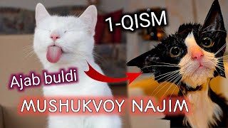 Mushukvoy Najim - 1 qism