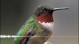 Suara burung madu / kolibri ( honey bird )